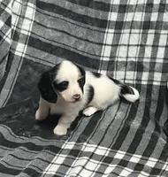 Anna full akc, a female Miniature Dachshund for sale in Hunnewell, MO – Photo 1 of 7