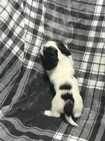 Anna full akc, a female Miniature Dachshund for sale in Hunnewell, MO – Photo 7 of 7