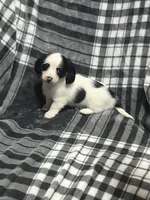 Anna full akc, a female Miniature Dachshund for sale in Hunnewell, MO – Photo 4 of 7