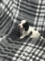 Anna full akc, a female Miniature Dachshund for sale in Hunnewell, MO – Photo 5 of 7