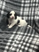 Anna full akc, a female Miniature Dachshund for sale in Hunnewell, MO – Photo 3 of 7