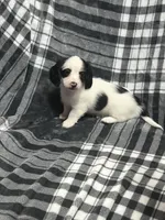 Anna full akc, a female Miniature Dachshund for sale in Hunnewell, MO – Photo 6 of 7