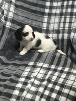 Anna full akc, a female Miniature Dachshund for sale in Hunnewell, MO – Photo 2 of 7