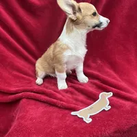 Akc Leo, a male Pembroke Welsh Corgi for sale in Hunnewell, MO – Photo 2 of 6