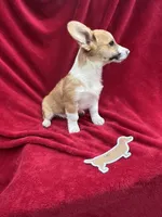 Akc Leo, a male Pembroke Welsh Corgi for sale in Hunnewell, MO – Photo 2 of 6