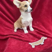Akc Leo, a male Pembroke Welsh Corgi for sale in Hunnewell, MO – Photo 4 of 6