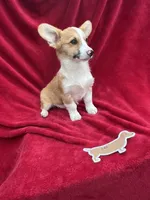 Akc Leo, a male Pembroke Welsh Corgi for sale in Hunnewell, MO – Photo 4 of 6
