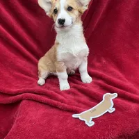 Akc Leo, a male Pembroke Welsh Corgi for sale in Hunnewell, MO – Photo 6 of 6