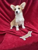 Akc Leo, a male Pembroke Welsh Corgi for sale in Hunnewell, MO – Photo 6 of 6