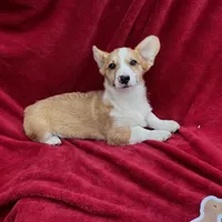 Akc Leo, a male Pembroke Welsh Corgi for sale in Hunnewell, MO – Photo 5 of 6