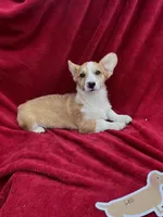 Akc Leo, a male Pembroke Welsh Corgi for sale in Hunnewell, MO – Photo 5 of 6