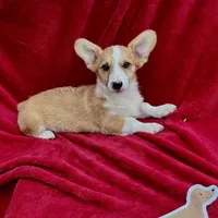 Akc Leo, a male Pembroke Welsh Corgi for sale in Hunnewell, MO – Photo 1 of 6
