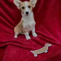 Akc Leo, a male Pembroke Welsh Corgi for sale in Hunnewell, MO – Photo 3 of 6