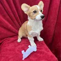 Akc Lola, a female Pembroke Welsh Corgi for sale in Hunnewell, MO – Photo 1 of 6