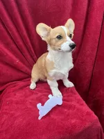 Akc Lola, a female Pembroke Welsh Corgi for sale in Hunnewell, MO – Photo 1 of 6