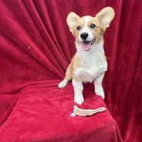 Akc Lola, a female Pembroke Welsh Corgi for sale in Hunnewell, MO – Photo 3 of 6