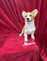 Akc Lola, a female Pembroke Welsh Corgi for sale in Hunnewell, MO – Photo 3 of 6