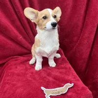 Akc Lola, a female Pembroke Welsh Corgi for sale in Hunnewell, MO – Photo 2 of 6