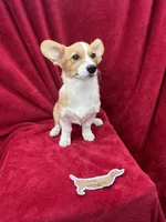 Akc Lola, a female Pembroke Welsh Corgi for sale in Hunnewell, MO – Photo 2 of 6