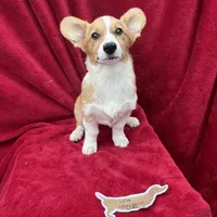 Akc Lola, a female Pembroke Welsh Corgi for sale in Hunnewell, MO – Photo 5 of 6