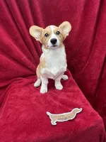 Akc Lola, a female Pembroke Welsh Corgi for sale in Hunnewell, MO – Photo 5 of 6