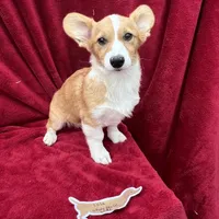 Akc Lola, a female Pembroke Welsh Corgi for sale in Hunnewell, MO – Photo 6 of 6
