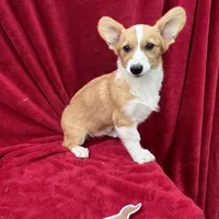 Akc Lola, a female Pembroke Welsh Corgi for sale in Hunnewell, MO – Photo 4 of 6