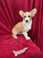 Akc Lola, a female Pembroke Welsh Corgi for sale in Hunnewell, MO – Photo 4 of 6