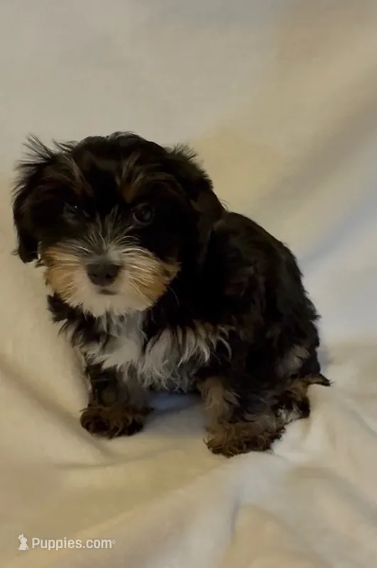 Ava – Yorkshire Terrier puppy for sale in Azle, TX