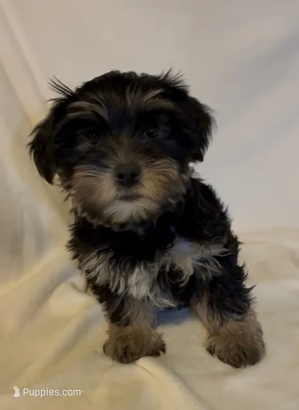 Abby – Yorkshire Terrier puppy for sale in Azle, TX