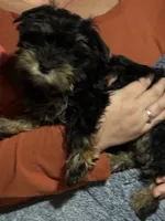 Angel, a female Yorkshire Terrier for sale in Azle, TX – 2 of 3