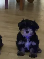 Ava, a female Yorkshire Terrier for sale in Azle, TX – 2 of 3