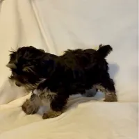 Abby, a female Yorkshire Terrier for sale in Azle, TX – 2 of 3