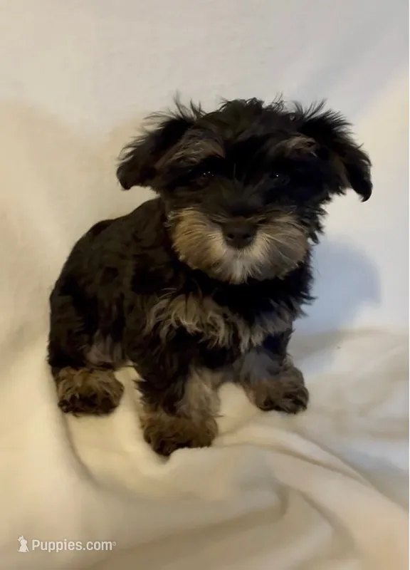 Angel – Yorkshire Terrier puppy for sale in Azle, TX