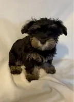 Angel, a female Yorkshire Terrier for sale in Azle, TX – 1 of 3