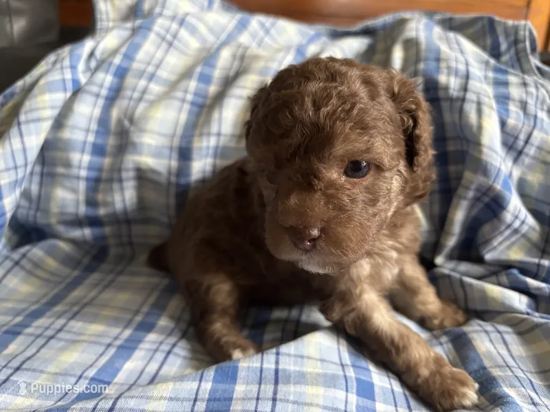 Hazel’s male 2 – Poodle - Miniature  puppy for sale in Gladwin, MI