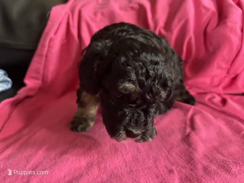 Hazel’s girl 2 – Poodle - Miniature  puppy for sale in Gladwin, MI