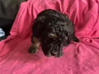 Hazel’s girl 2, a male Poodle - Miniature  for sale in Gladwin, MI – 1 of 1