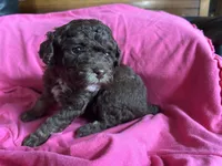 Hazel’s girl 2, a female Poodle - Miniature  for sale in Gladwin, MI – 4 of 4