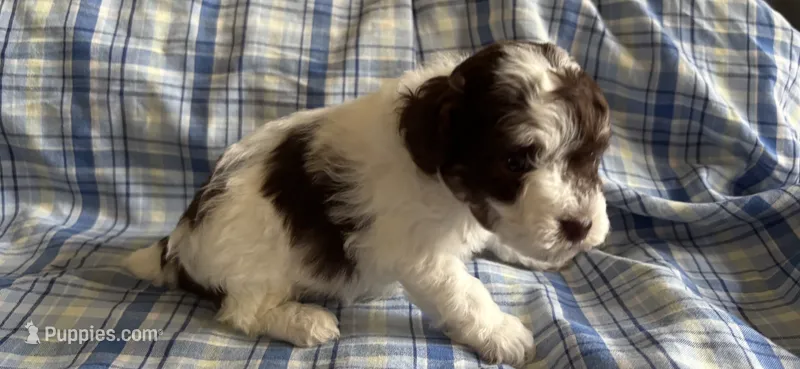 Hazel’s boy 1 – Poodle - Miniature  puppy for sale in Gladwin, MI