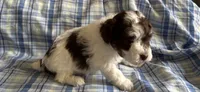 Hazel’s boy 1, a male Poodle - Miniature  for sale in Gladwin, MI – 1 of 3