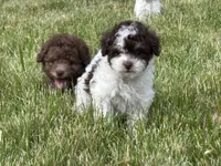 Hazel’s boy 1, a male Poodle - Miniature  for sale in Gladwin, MI – 3 of 3