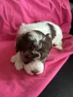 Hazel’s girl 1, a female Poodle - Miniature  for sale in Gladwin, MI – 1 of 3