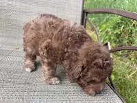Hazel’s male 2, a male Poodle - Miniature  for sale in Gladwin, MI – 2 of 3