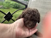 Hazel’s girl 2, a female Poodle - Miniature  for sale in Gladwin, MI – 1 of 4