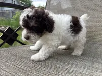 Hazel’s boy 1, a male Poodle - Miniature  for sale in Gladwin, MI – 2 of 3
