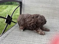 Hazel’s girl 2, a female Poodle - Miniature  for sale in Gladwin, MI – 2 of 4