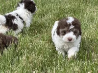 Hazel’s girl 1, a female Poodle - Miniature  for sale in Gladwin, MI – 2 of 3