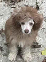 Hazel’s male 2, a male Poodle - Miniature  for sale in Gladwin, MI – 5 of 5