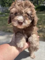Hazel’s male 2, a male Poodle - Miniature  for sale in Gladwin, MI – 4 of 4